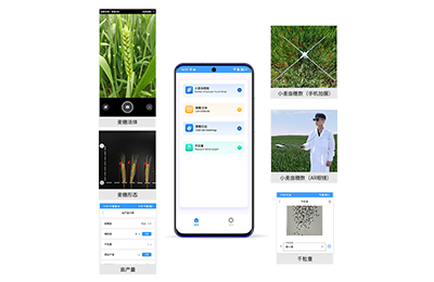 宝坻区小麦亩穗数分析仪IN-XM02